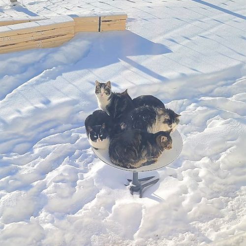 Starlink dish receiving broadband internet signals from space warms up which attracts stray cats in winter