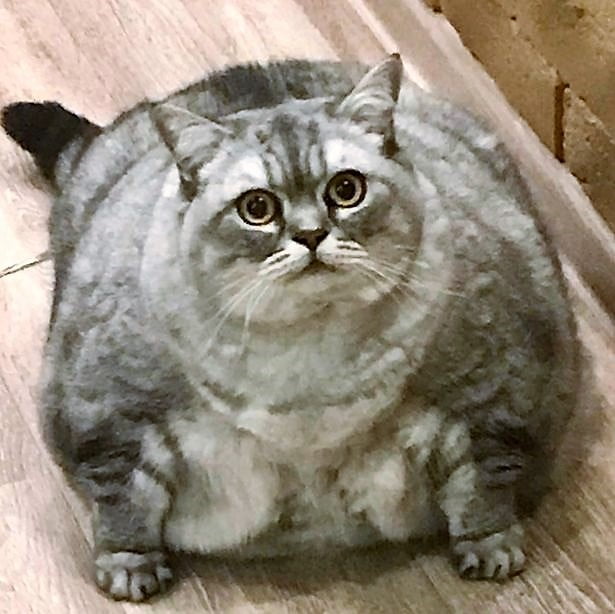 2022 - the world's most obese domestic cat