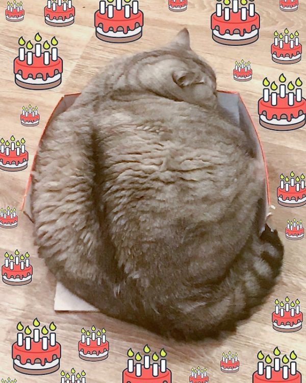 2022 - the world's most obese domestic cat