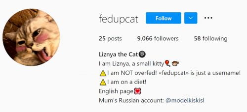 2022 - the world's most obese domestic cat