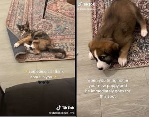 Grieving owner thinks new puppy was 'sent' by her deceased cat. Viewers insist it's reincarnation.
