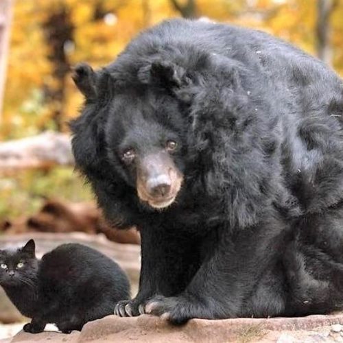 Asiatic bear Mausschen and Muschi the black cat
