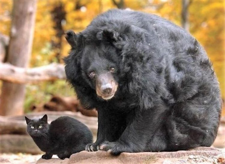 Asiatic bear Mausschen and Muschi the black cat