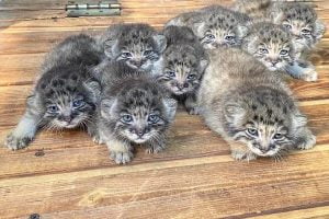 Bunch of Pallas's cat kittens