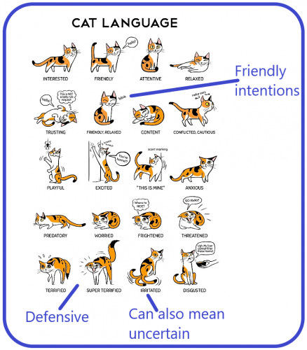 Cat body language and behavior infographic