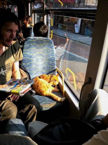 Passengers sensitive to the cat allergen can have symptoms on public transport