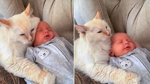 Cat snuggles with baby. Beautiful and beneficial