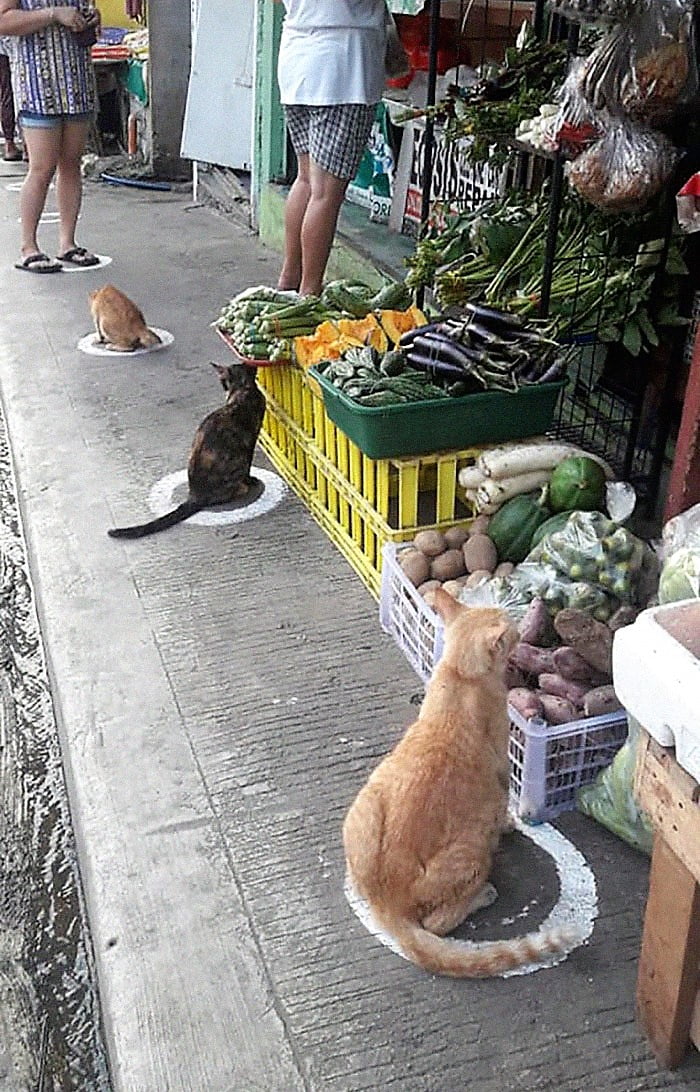 Community cats of Manila, Philippines during Covid-19
