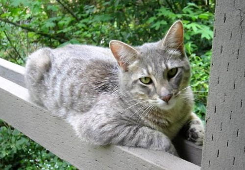 Dale, a gray and white short-haired male cat, with green eyes, was killed Friday, Feb. 18, 2022, by two roaming dogs