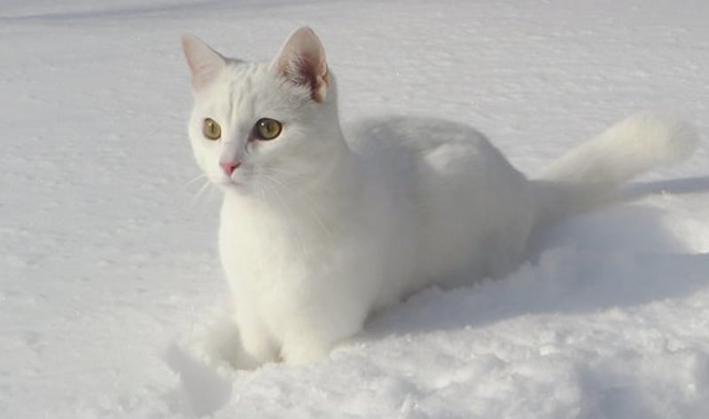 Do cats like snow? Yes and No.