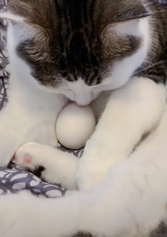 Do cats protect eggs?