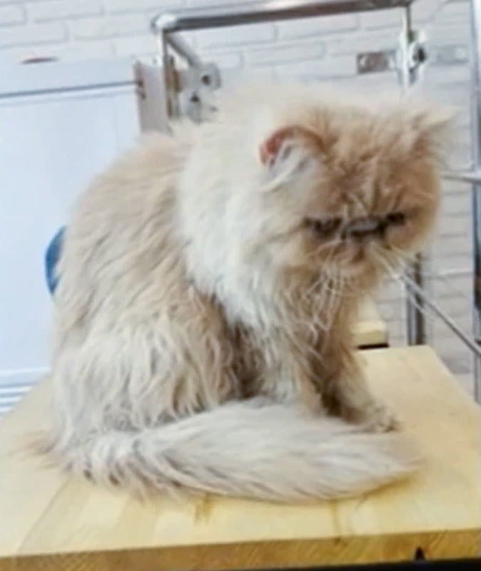 Elderly Persian cat at the Cat Cafe Lviv