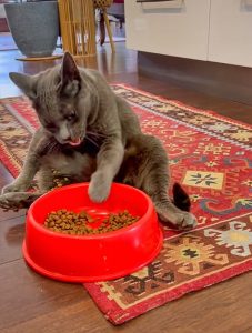 Grey cat manically eats dry cat food with left paw and stuffs the pellets into his mouth