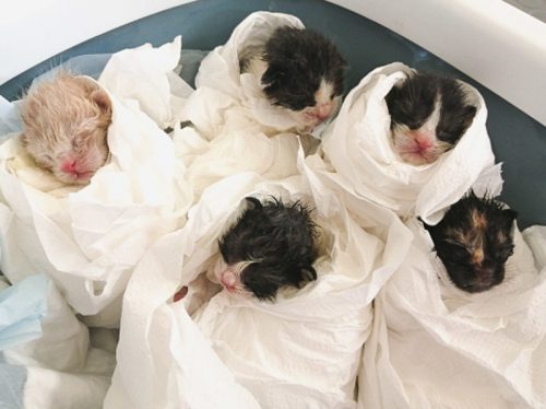 Keeping kittens warm with paper swaddling