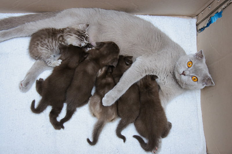 Mother and kittens in kittening box