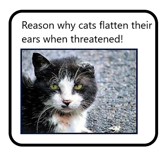Reason why cats flatten their ears when threatened