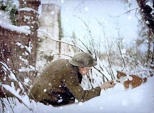 Soldier interacts with kitten in snow 1917