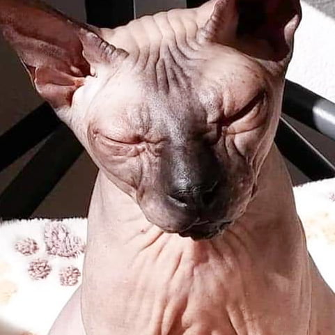 Picture of 'engorged hairless cat' creeps out the Internet after going viral