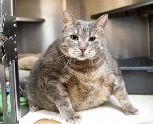Chronically obese Sterling at the humane society