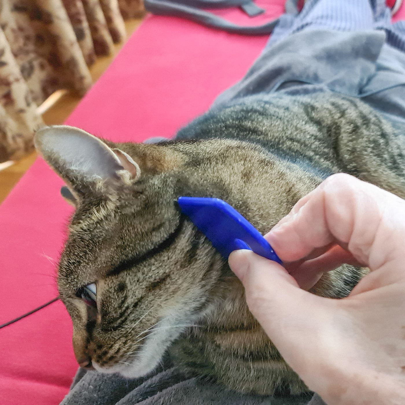 Pet your cat with a flea comb