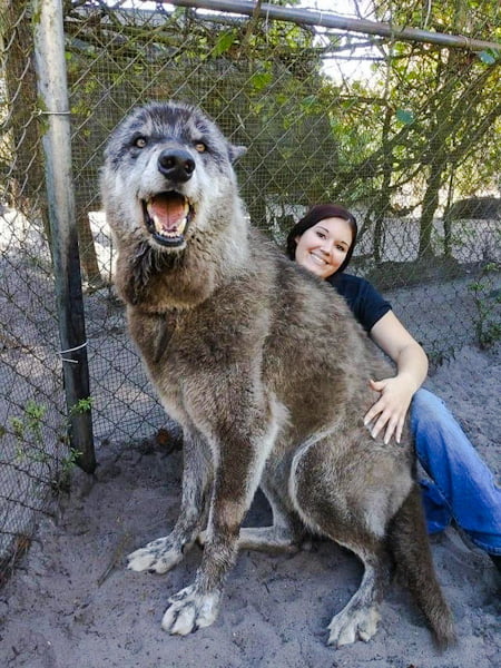 120 pound wolf triple hybrid Yuki