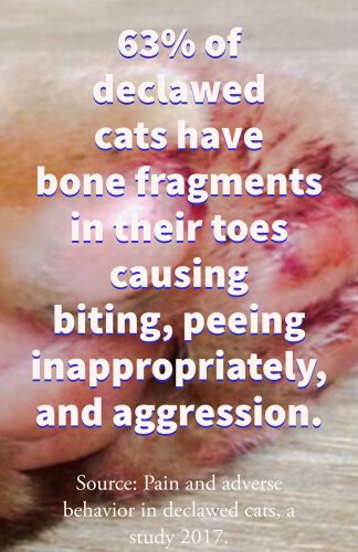 63% of declawed cats have bone fragments in their toes. Go figure how that feels.