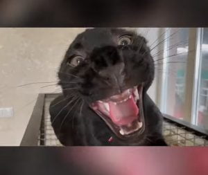 Black panther cub - melanistic leopard cub - makes a cute roar in the basement of a home in the Donbass region of Ukraine during Putin's invasion