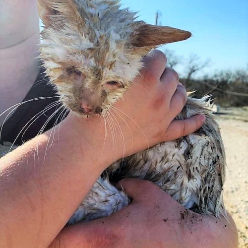 Blind cat Nado rescued from tornado damaged animal shelter in Texas