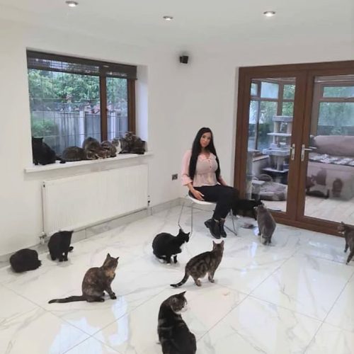 Cat English with some of her 45 rescue cats