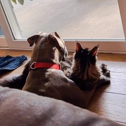 Maine Coon cat, Earnest falls into the arms of Hemingway, his Pitbull dog friend
