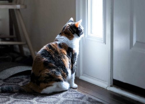 Cat knows when owner is coming home