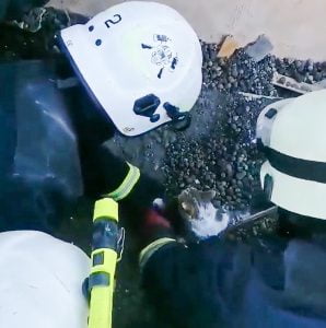 Cat rescued from rubble of building destroyed by Russian shelling in Ukraine. The cat was trapped.