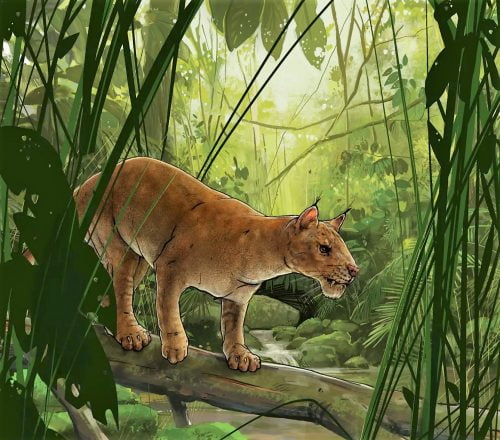 Cats evolved from a fierce sabre-toothed predator that prowled North America 42 million years ago, according to new research