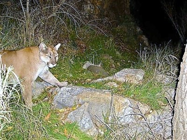 Eastern cougar camera trap image