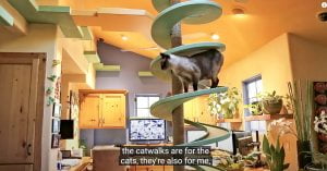 Enriched home for indoor cats