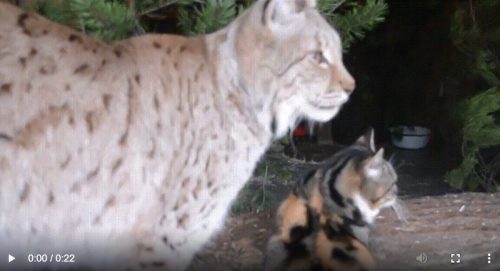 Eurasian lynx size comparison with domestic cat