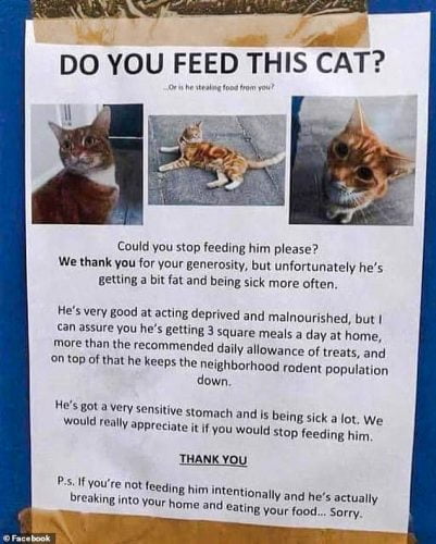 Flyer asking neighbours to stop feeding her ginger tabby cat who solicits food from neighbours in their homes