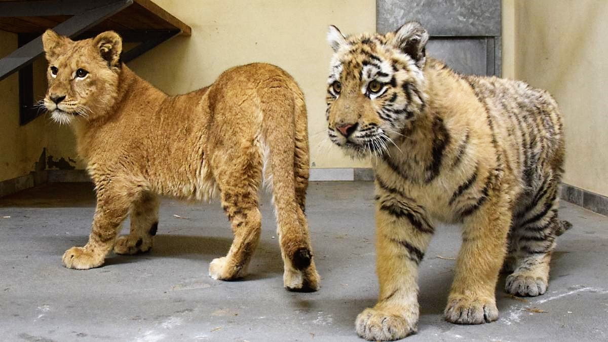 Lion and tiger cubs - part of the group of zoo animals evacuated from sanctuary near Kyiv to Poland