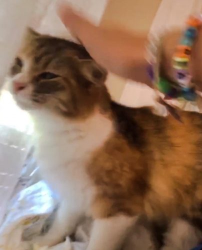 Woman slaps her cat for a video on TikTok