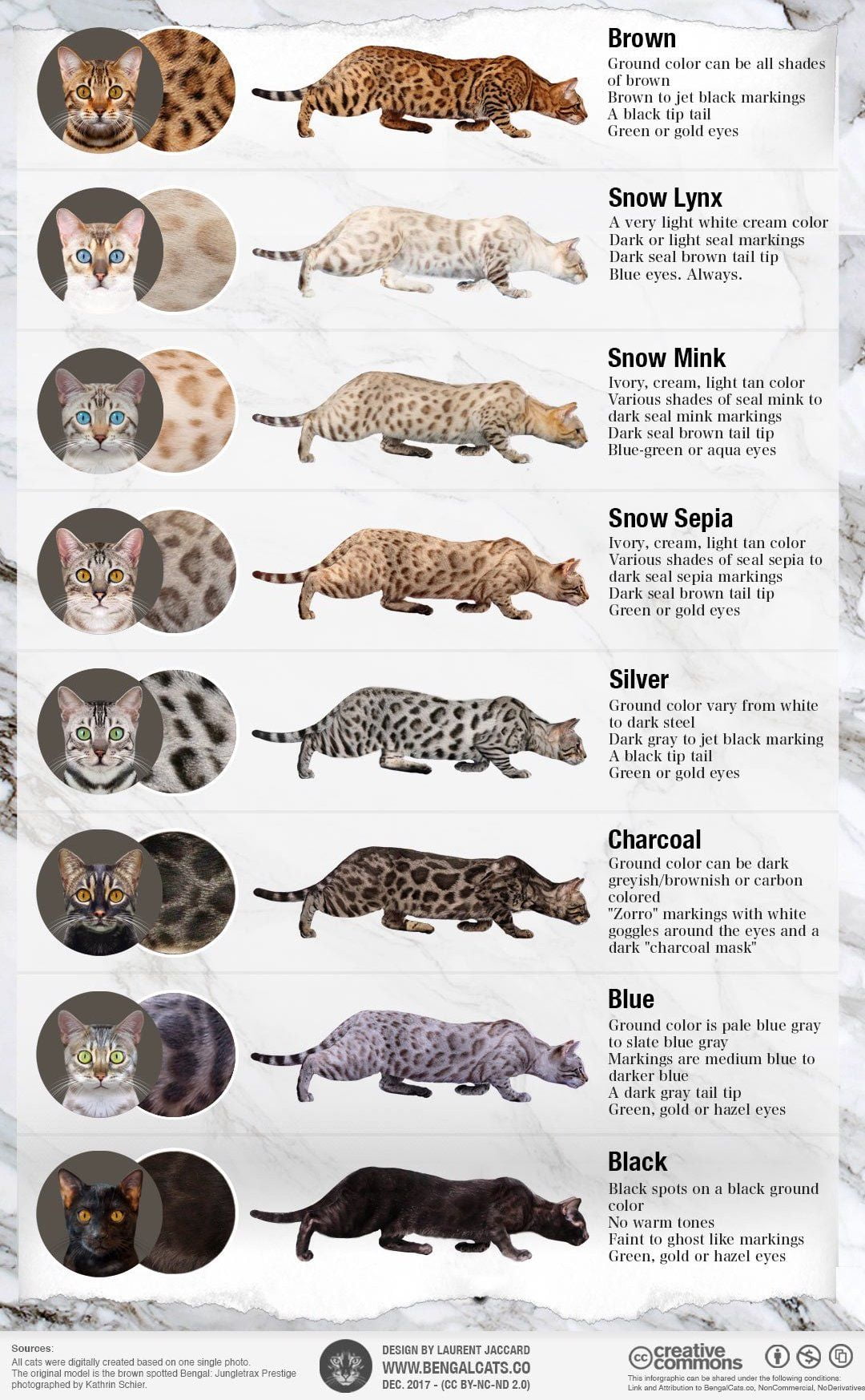 Bengal cat coat infographic