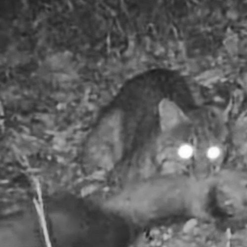 Bobcat kills deer with suffocating bite to the throat