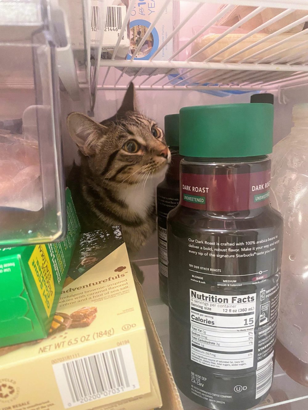 This tabby cat always jumps into fridge when it is opened