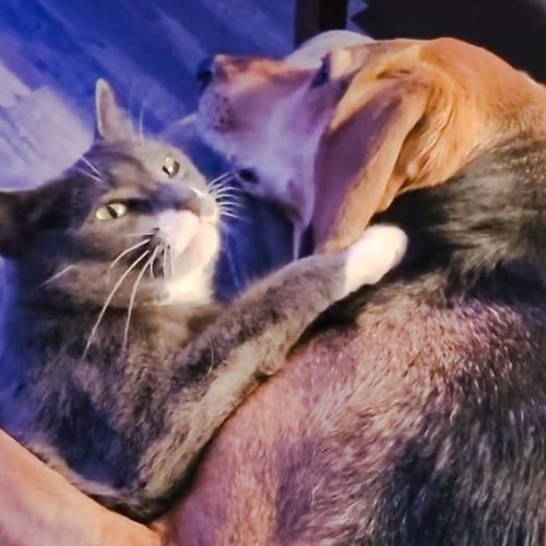 Cat and dog lovers, Twig and Meadow