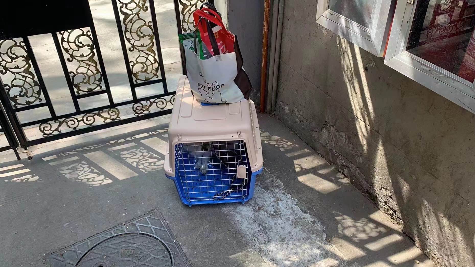 Cat or dog in carrier outside apartment to be collected by Spare Leash in Shanghai