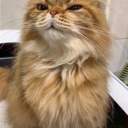 Constipated cat maybe