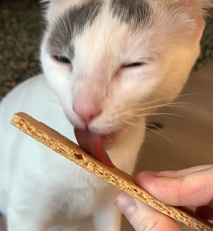 Domestic cat likes to lick a Graham cracker because it is salty