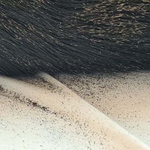 Gabs depositing copious amounts of dirt on my bed after a dust bath