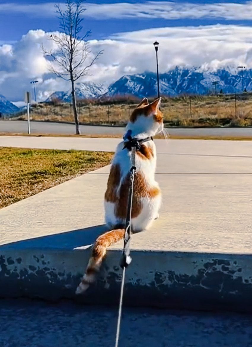 It is time to bit the bullet and leash train your cat