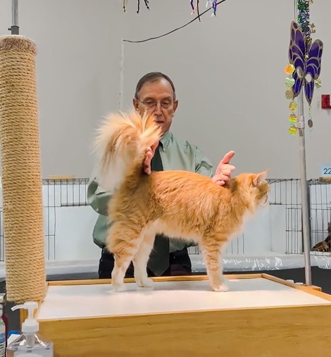 Judging an NFC at a cat show and pointing out the length of the NFC