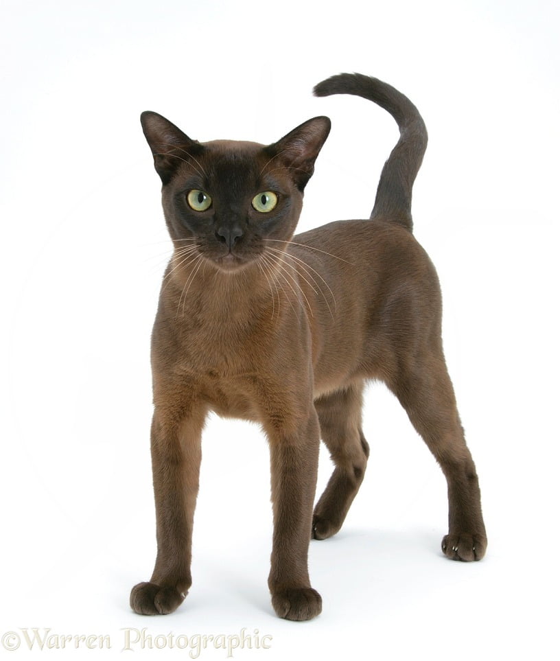 Burmese male cat, Murray, 9 months old, standing